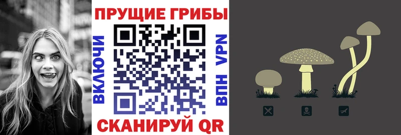 Псилоцибиновые грибы Psilocybine cubensis  Серпухов 